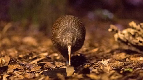 Kiwi North Heritage Park